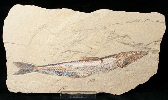 Viper Fish (Prionolepis) Fossil - Lebanon #16449